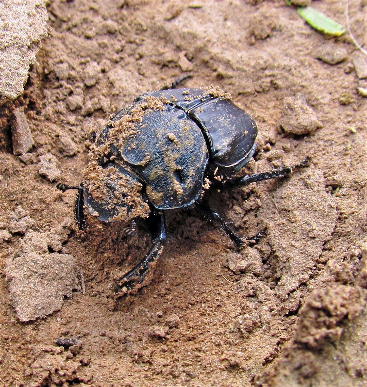 Image of Bolbites onitoides Harold 1868