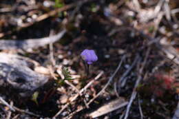 Image of Utricularia simplex R. Br.