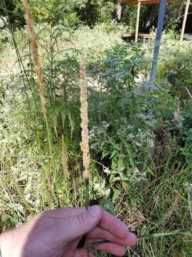 Image of Long-Spike Fluff Grass