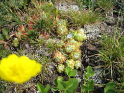 Image of Cobweb Houseleek