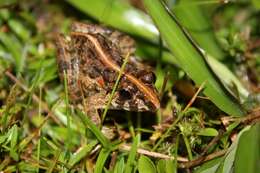 Image of Asian Grass Frog