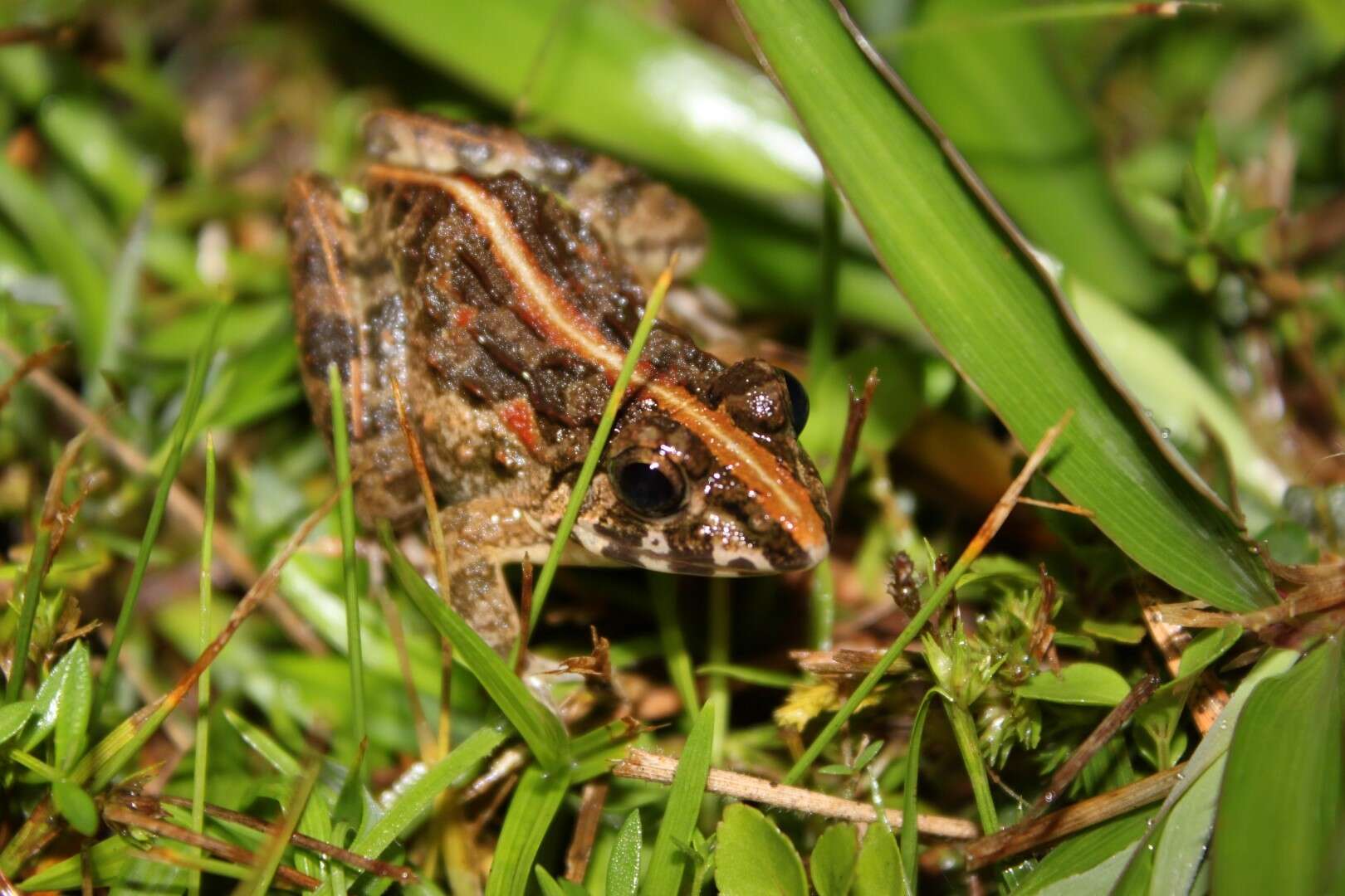 Fejervarya limnocharis (Gravenhorst 1829) resmi