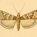 Image of Vietteia terstrigella Chrétien 1877
