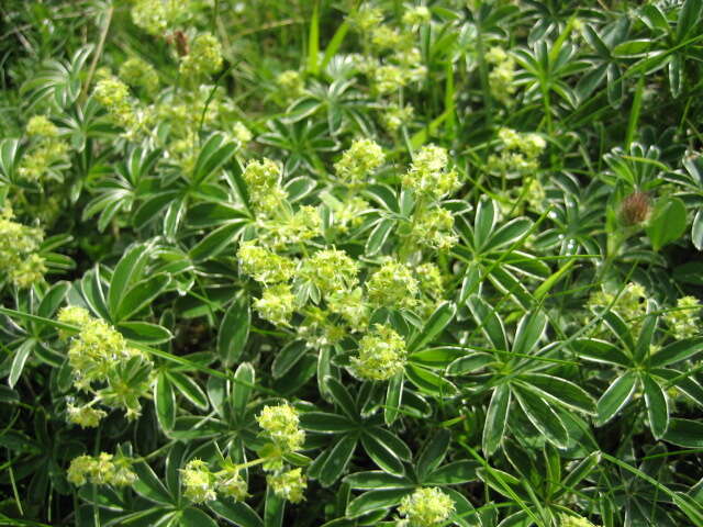 Image of Alpine Lady's-mantle