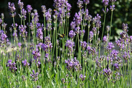 Image of English Lavendar