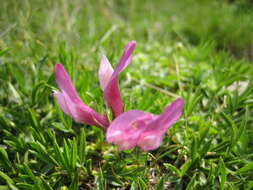 Image of alpine clover