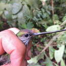 Image of Tooth-billed Hummingbird