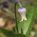 Plancia ëd Clematis ochroleuca