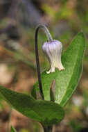 Plancia ëd Clematis ochroleuca