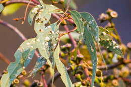 Image of Red gum lerp psyllid