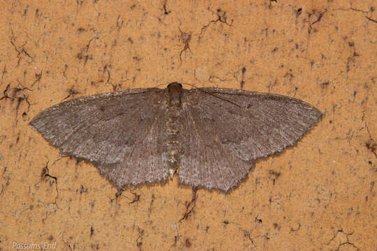 Слика од Poecilasthena subpurpureata Walker 1863