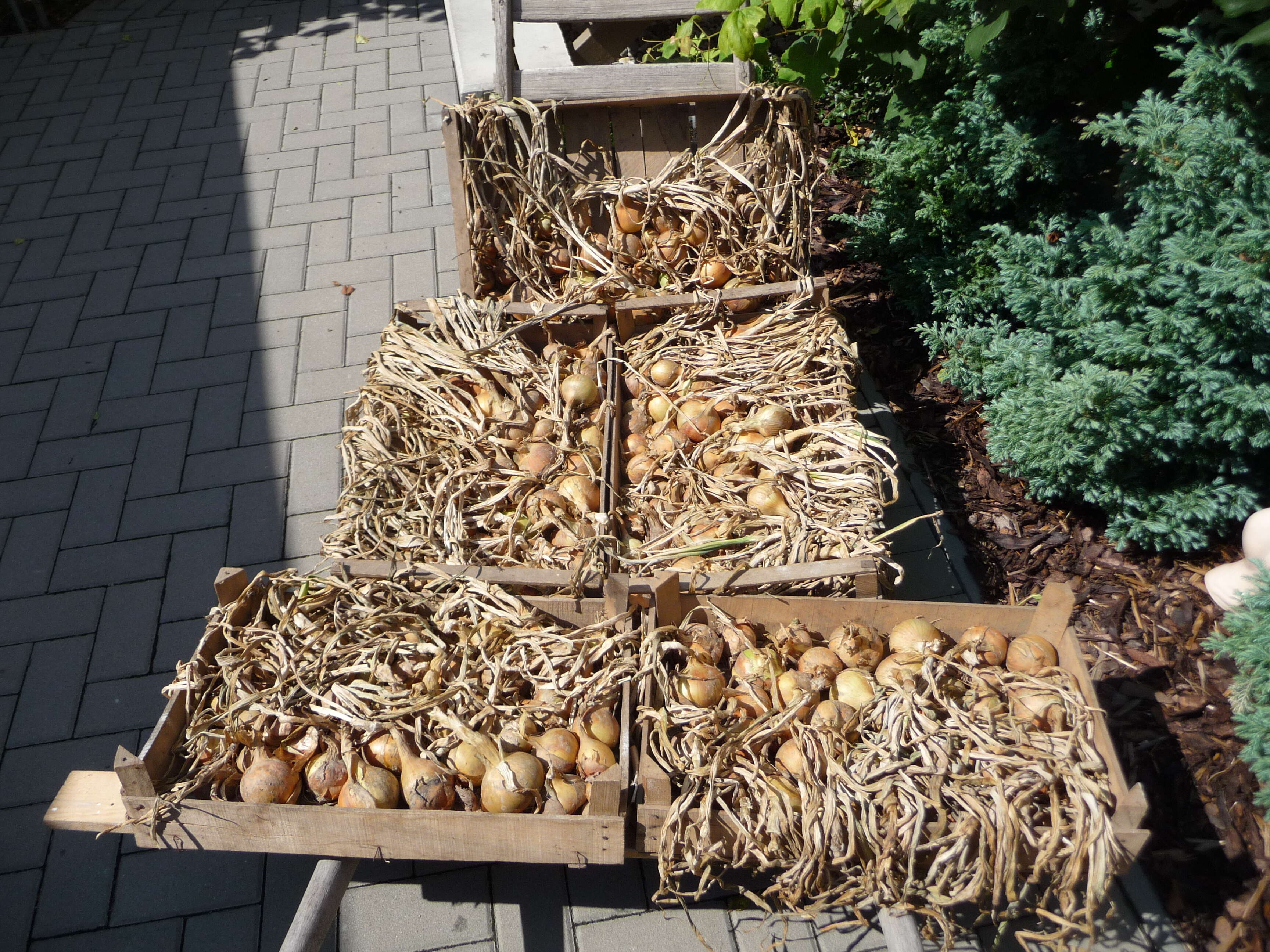 Image of garden onion