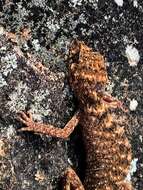 Image of Border Thick-tailed Gecko