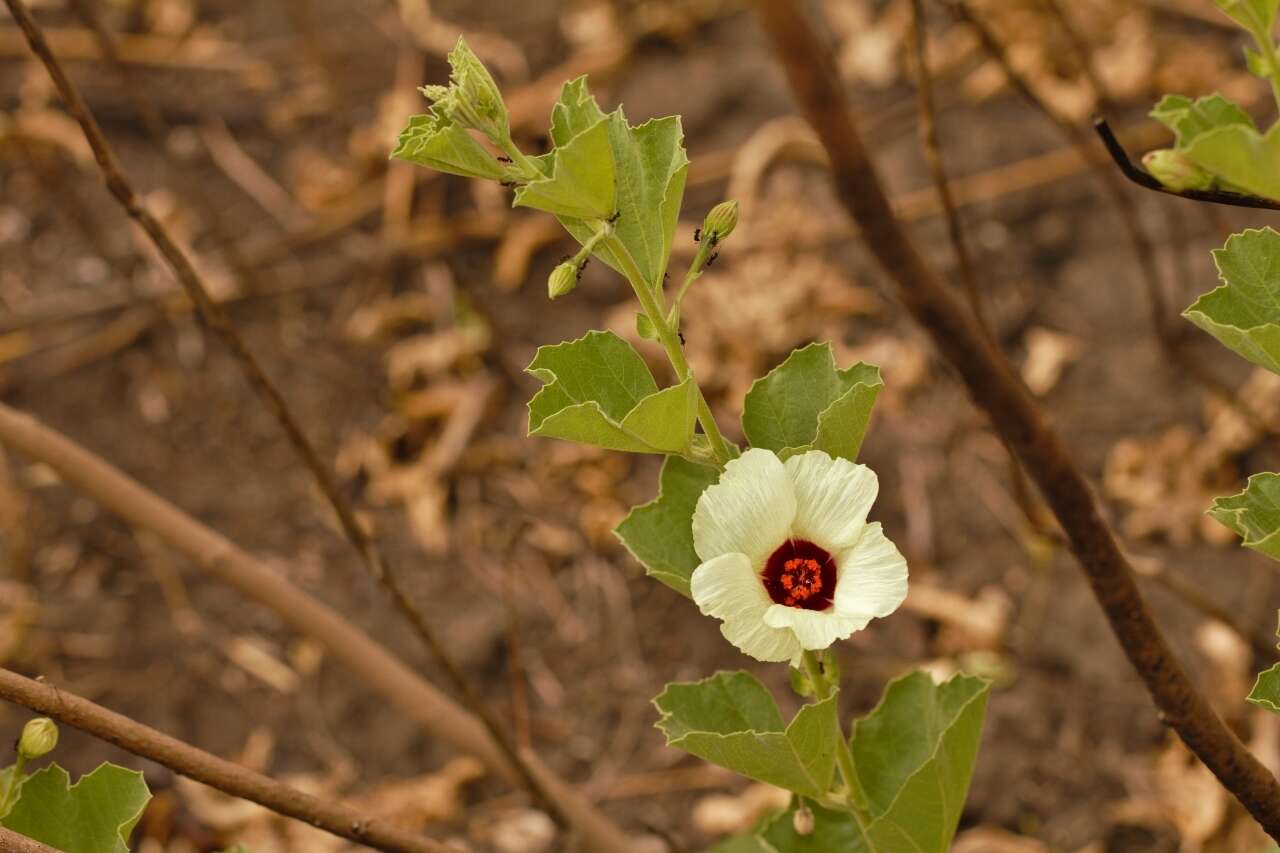 Image de Cienfuegosia hildebrandtii Garcke