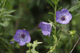 Image of blue fiestaflower