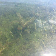 Image of Eurasian Water-Milfoil