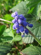 Image of Armenian grape hyacinth