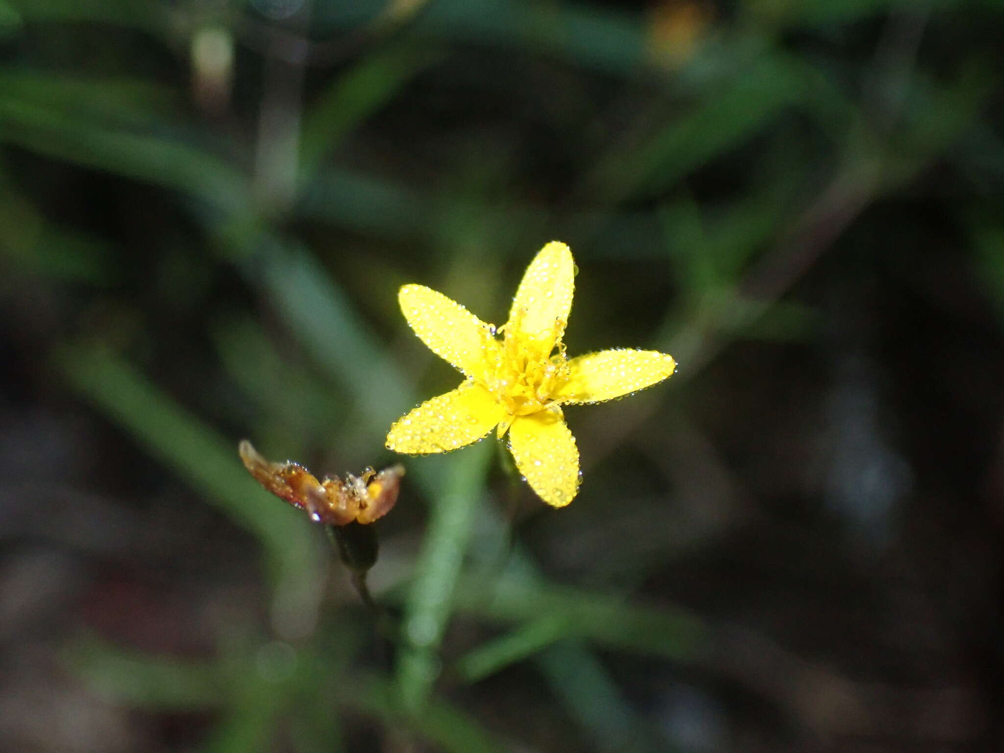 Image of fivebract chinchweed