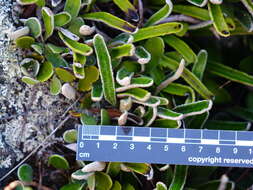 Image of leather-leaf fern