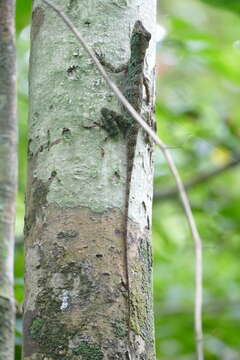 Image of Anolis latifrons Berthold 1846