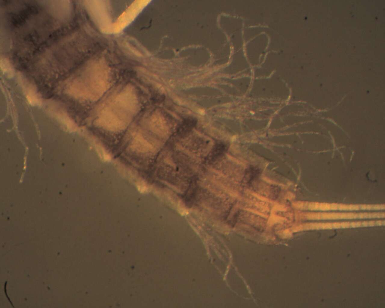 Image of Leptophlebioidea