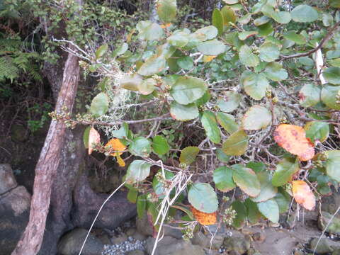 Image of Nothofagus truncata (Colenso) Cockayne