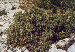 صورة <i>Hypericum aegypticum</i> L. (1753)