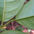 Image of Annona pickelii (Diels) H. Rainer