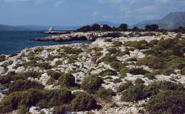 Image of Egyptian Saint John's Wort