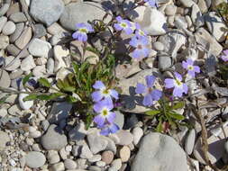 Imagem de Malcolmia maritima (L.) W. T. Aiton