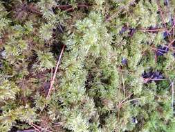 Image of hylocomium feather moss