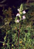 Image of Mediterranean lineseed