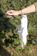 Image of Umbrella Cockatoo