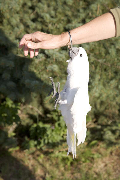 Cacatua alba (Müller & Pls 1776) resmi