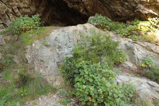 Image of Pelargonium papilionaceum (L.) L'Her. ex Ait.