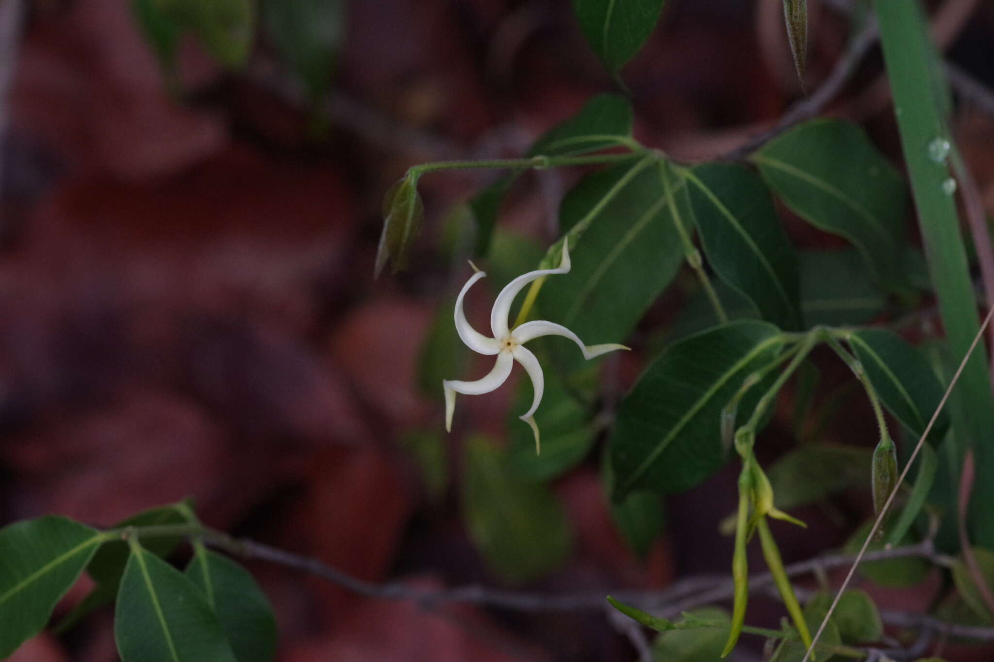 Landolphia camptoloba (K. Schum.) Pichon的圖片