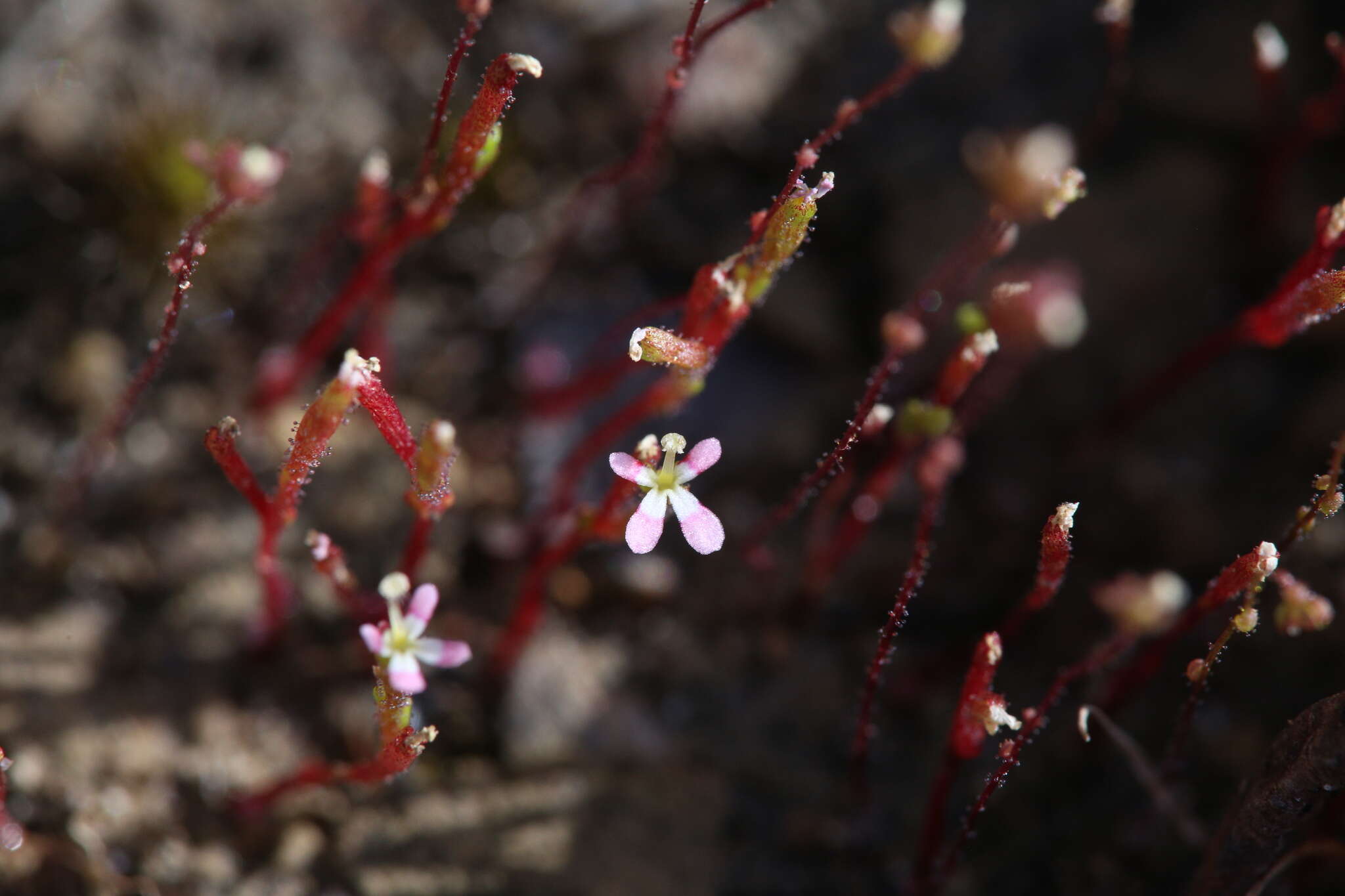 Image de Stylidium inundatum R. Br.