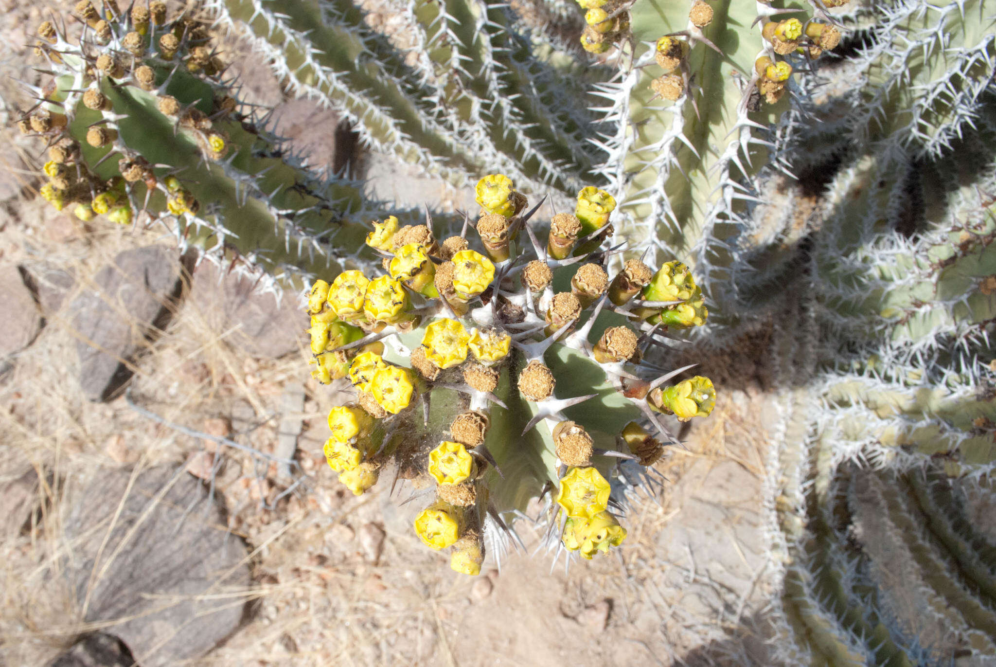 Image of Euphorbia virosa subsp. virosa