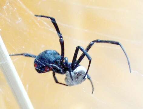 Image of Black widow spider