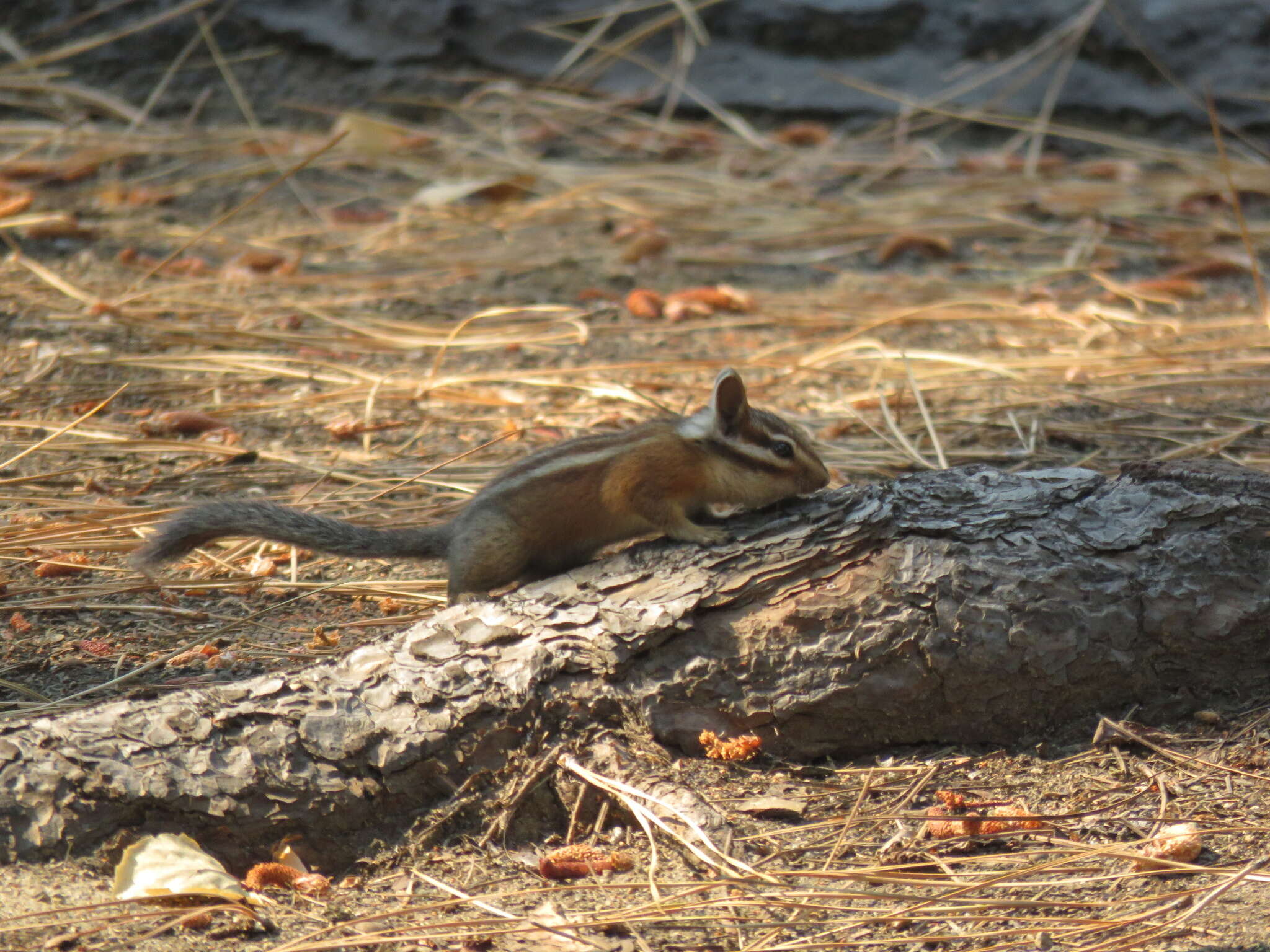 Image of Long-eared Chipmunk