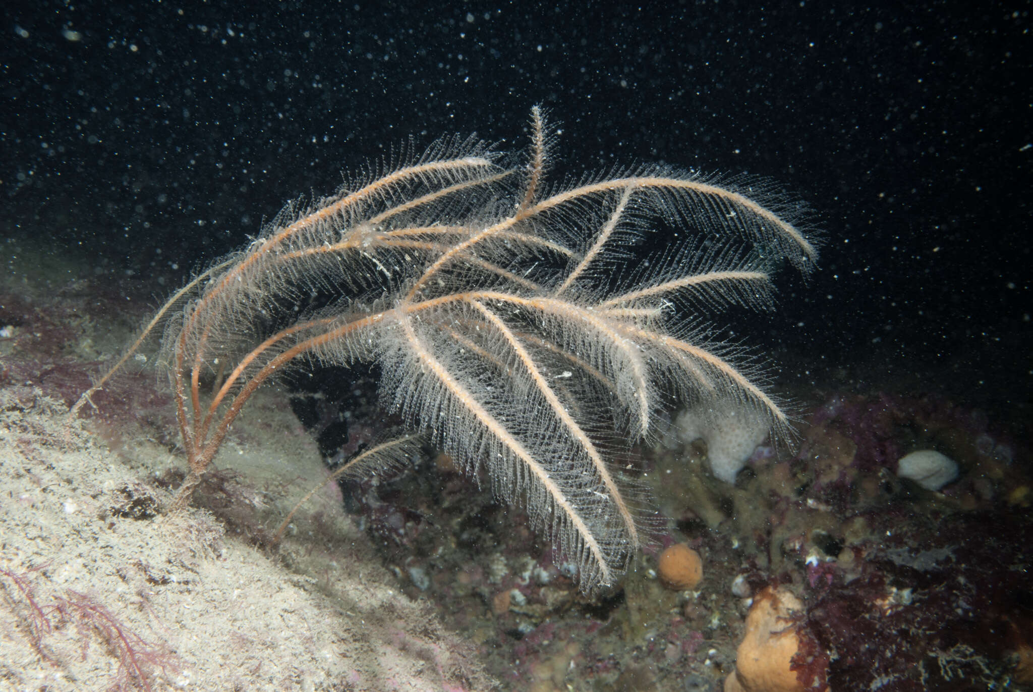 Image of branched antenna hydroid