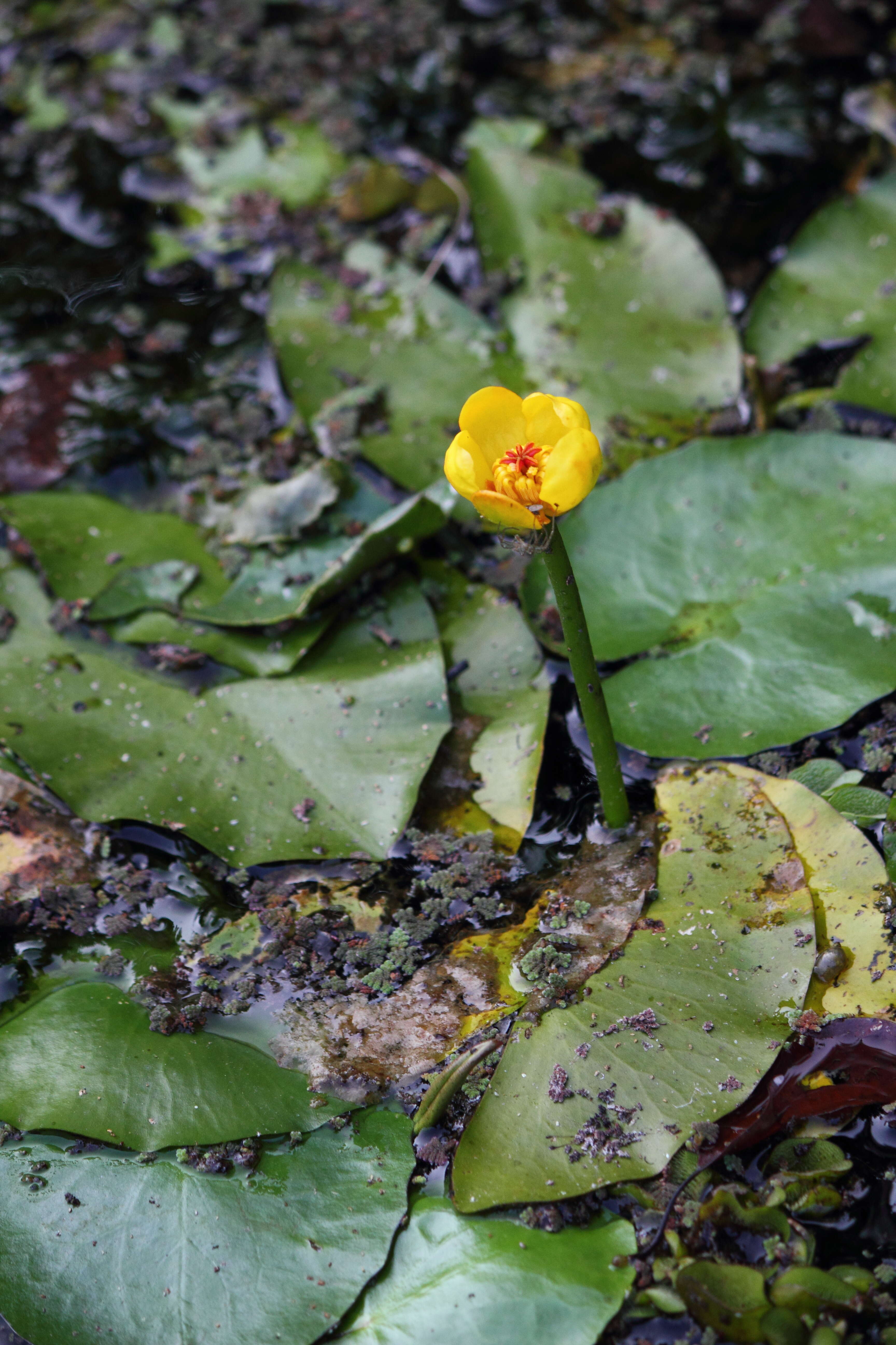 Image de Nénuphar nain