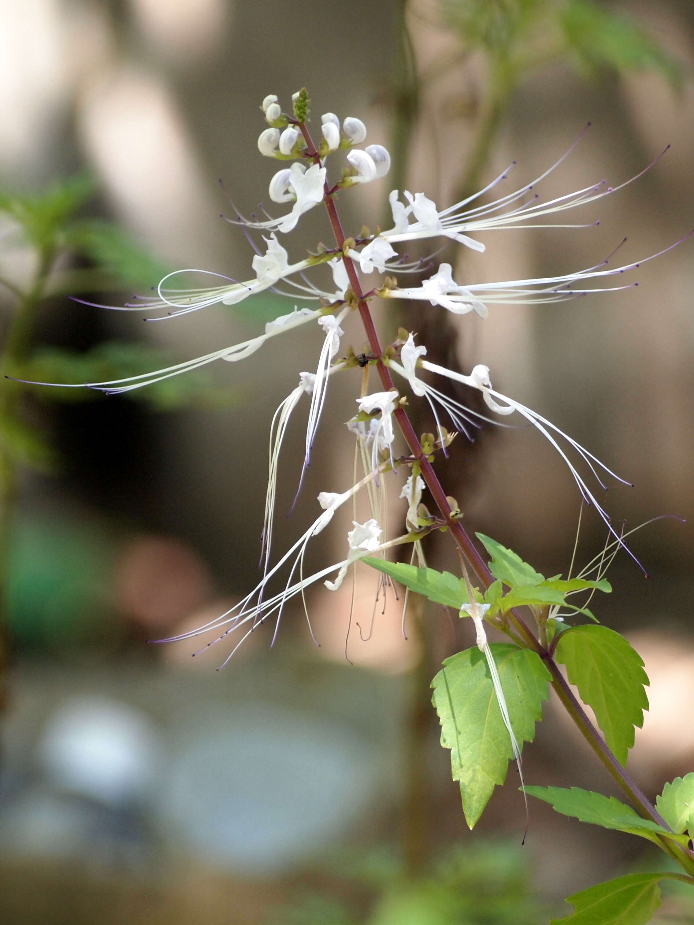 Image of Orthosiphon aristatus var. aristatus