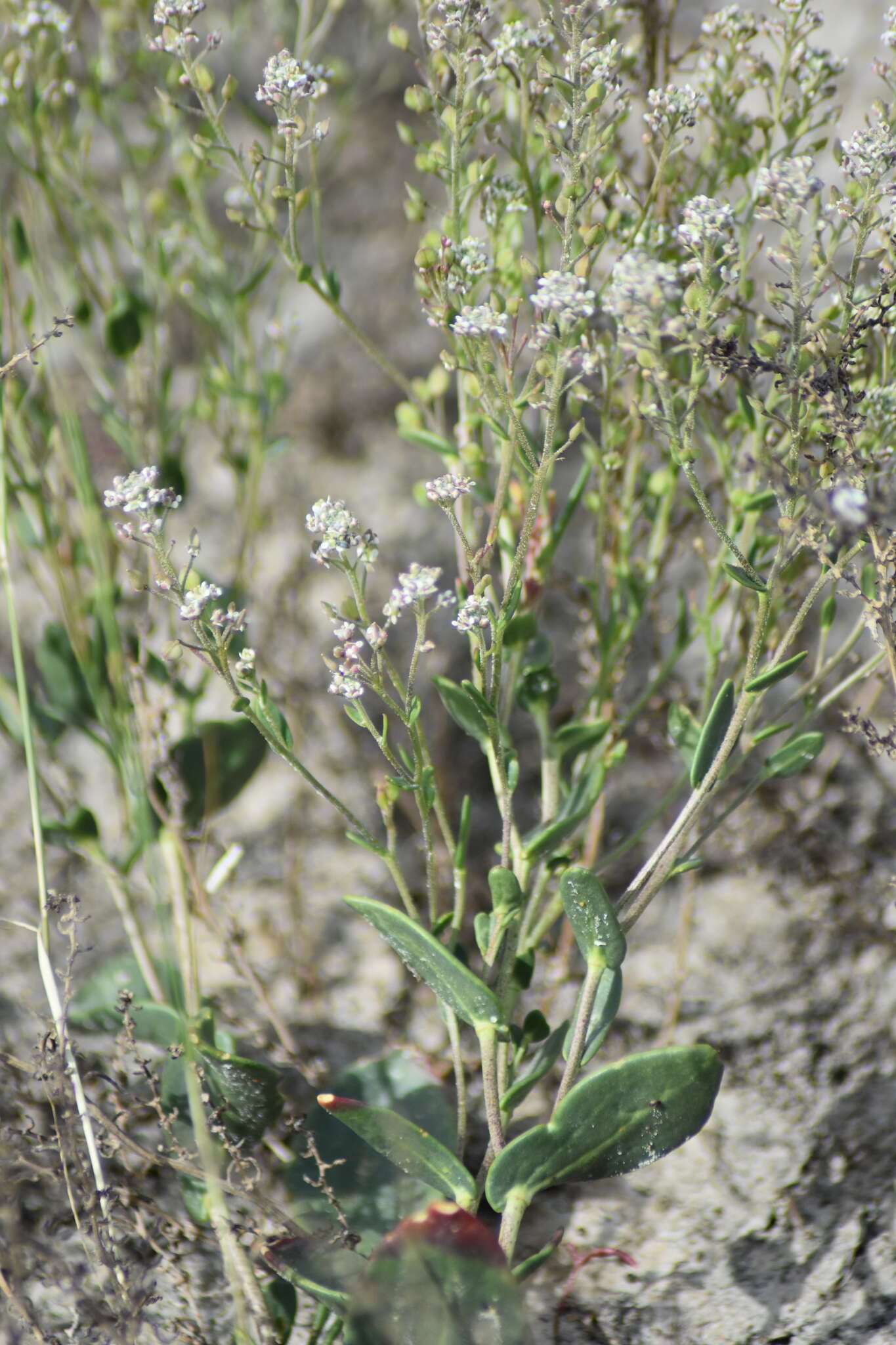 صورة Lepidium cartilagineum (J. Mayer) Thell.