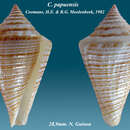 Image de Conus papuensis Coomans & Moolenbeek 1982