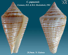 Image of Conus papuensis Coomans & Moolenbeek 1982
