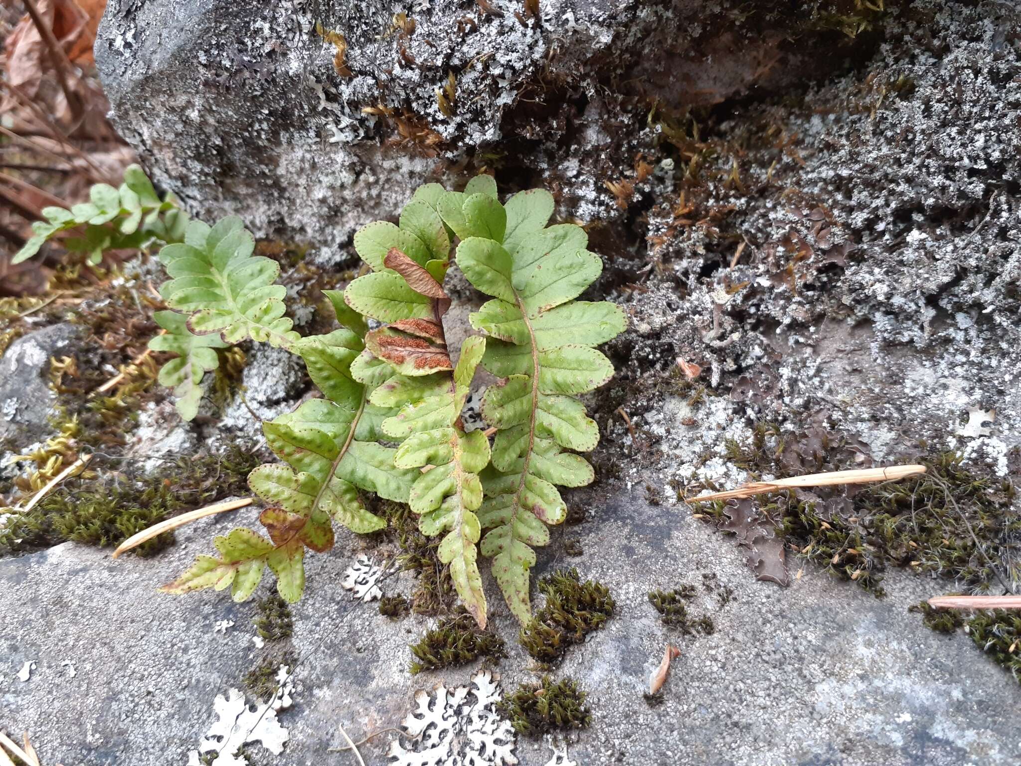 Image of western polypody