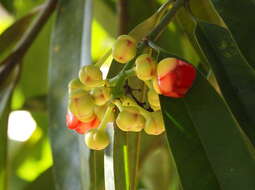 Image of Garcinia atroviridis Griff. ex T. Anders.