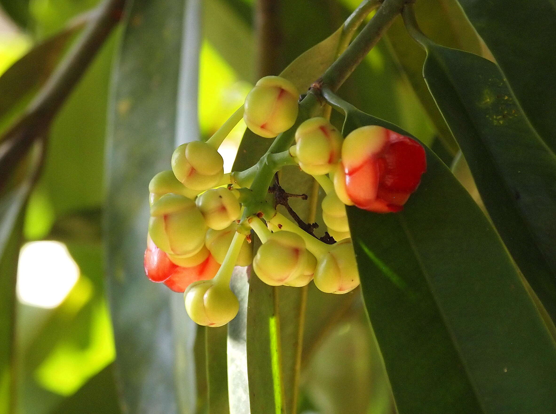 Image of Garcinia atroviridis Griff. ex T. Anders.