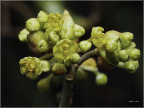 Image of Lindera erythrocarpa Makino